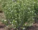 Aronia Low Scape Hedger