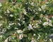 Aronia Low Scape Hedger