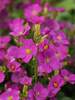 Arabis Lotti Deep Rose