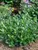 Aronia Low Scape Mound