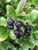Aronia Low Scape Mound