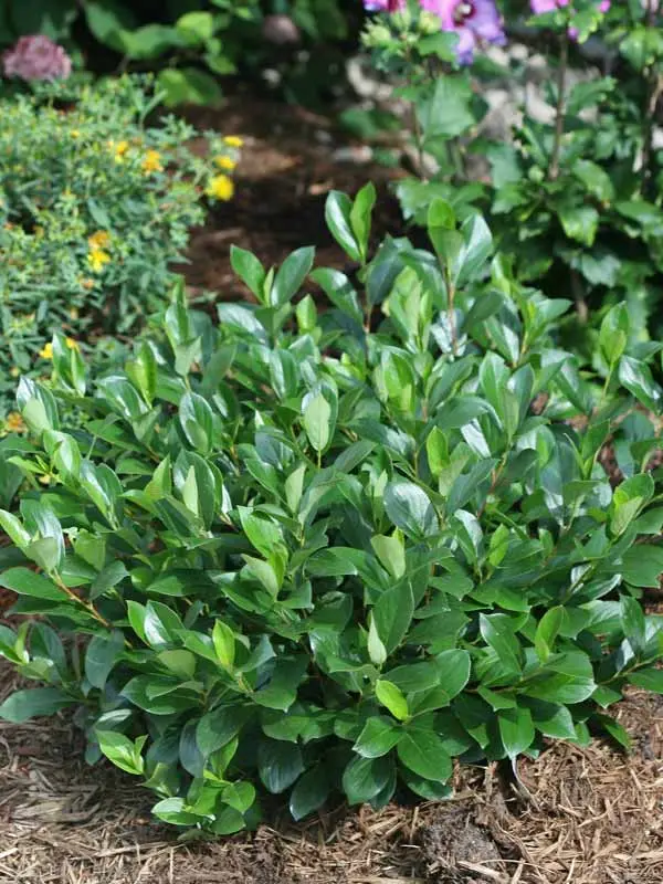Aronia Low Scape Mound