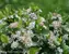 Aronia Low Scape Mound