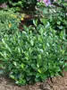 Aronia Low Scape Mound