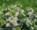 Aronia Low Scape Mound