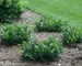Aronia Low Scape Mound
