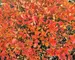 Aronia Low Scape Mound