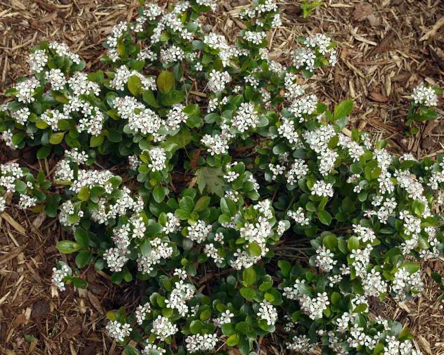 Aronia Low Scape Mound Bluestone Perennials