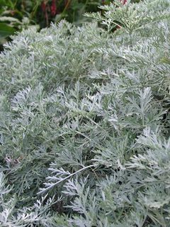 Artemisia