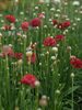 Armeria Ballerina Red