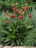 Armeria Ballerina Red