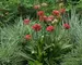 Armeria Ballerina Red