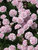 Armeria Rosa Stolz