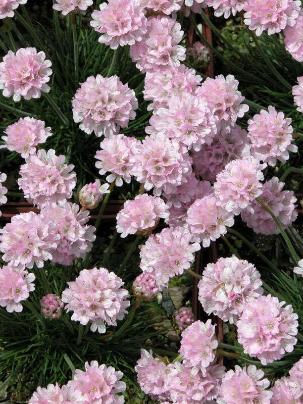 Armeria Rosa Stolz