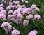 Armeria Rosa Stoltz