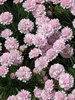 Armeria Rosa Stolz