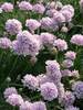 Armeria Rosa Stolz