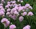 Armeria Rosa Stolz