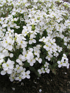 Arabis