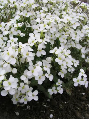 Link to Arabis Snowcap