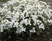 Arabis Snowcap