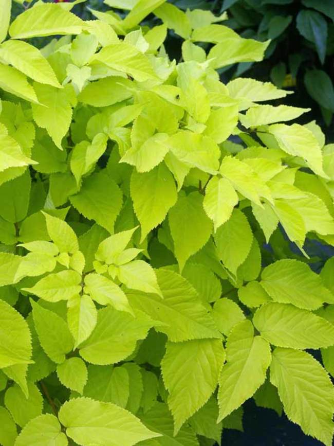 Aralia Sun King