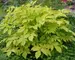 Aralia Sun King