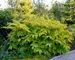 Aralia Sun King