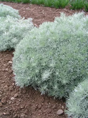 Link to Artemisia Silver Mound