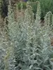 Artemisia Valerie-Finnis