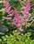 Astilbe Amber Moon