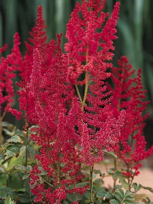 Link to Astilbe August Light