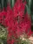 Astilbe August Light
