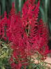 Astilbe August Light