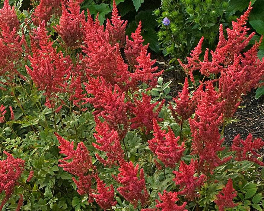 Astilbe August Light Bluestone Perennials