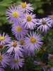 Aster oblong. aroma