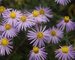 Aster oblong. aroma