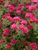 Aster Alma-Potschke