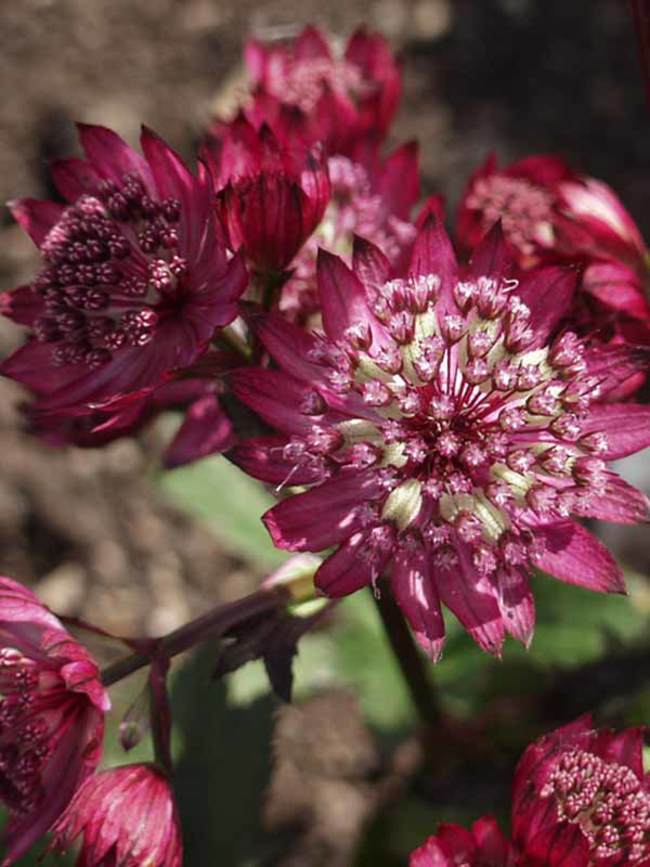 Astrantia Abbey Road