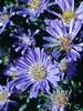 Aster Bonny-Blue