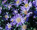 Aster Bonny-Blue