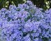 Aster Bluebird