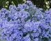 Aster Bluebird