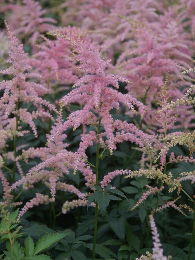 Astilbe Bressingham-Beauty