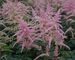 Astilbe Bressingham-Beauty