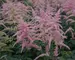 Astilbe Bressingham-Beauty