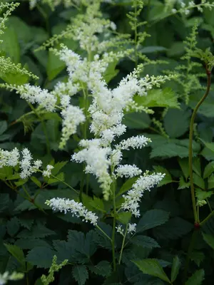 Link to Astilbe Bridal Veil