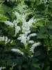 Astilbe Bridal-Veil