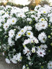 Aster Bonningdale-White