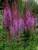 Astilbe Purple Candles